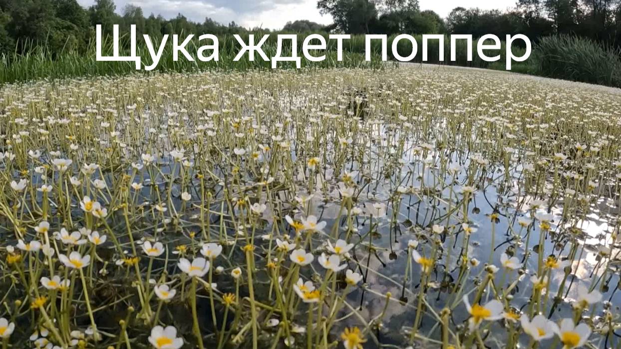 Как ловится щука на поппер на старинном вятском пруду. Выбор поппера.