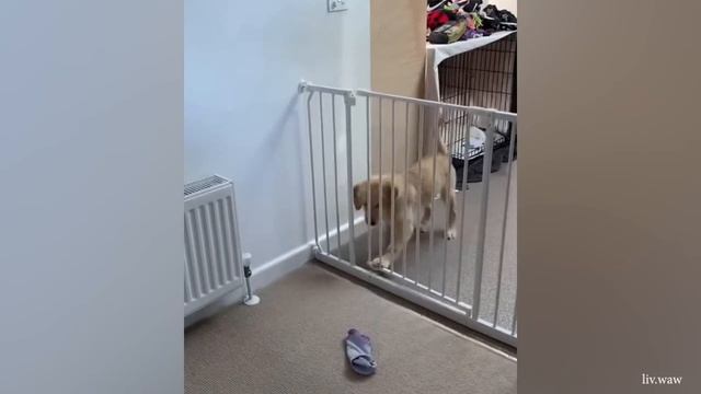 Как собаки на самом деле становятся комиками, смотрите в этом выпуске - Забавные животные 2023 смотреть онлайн