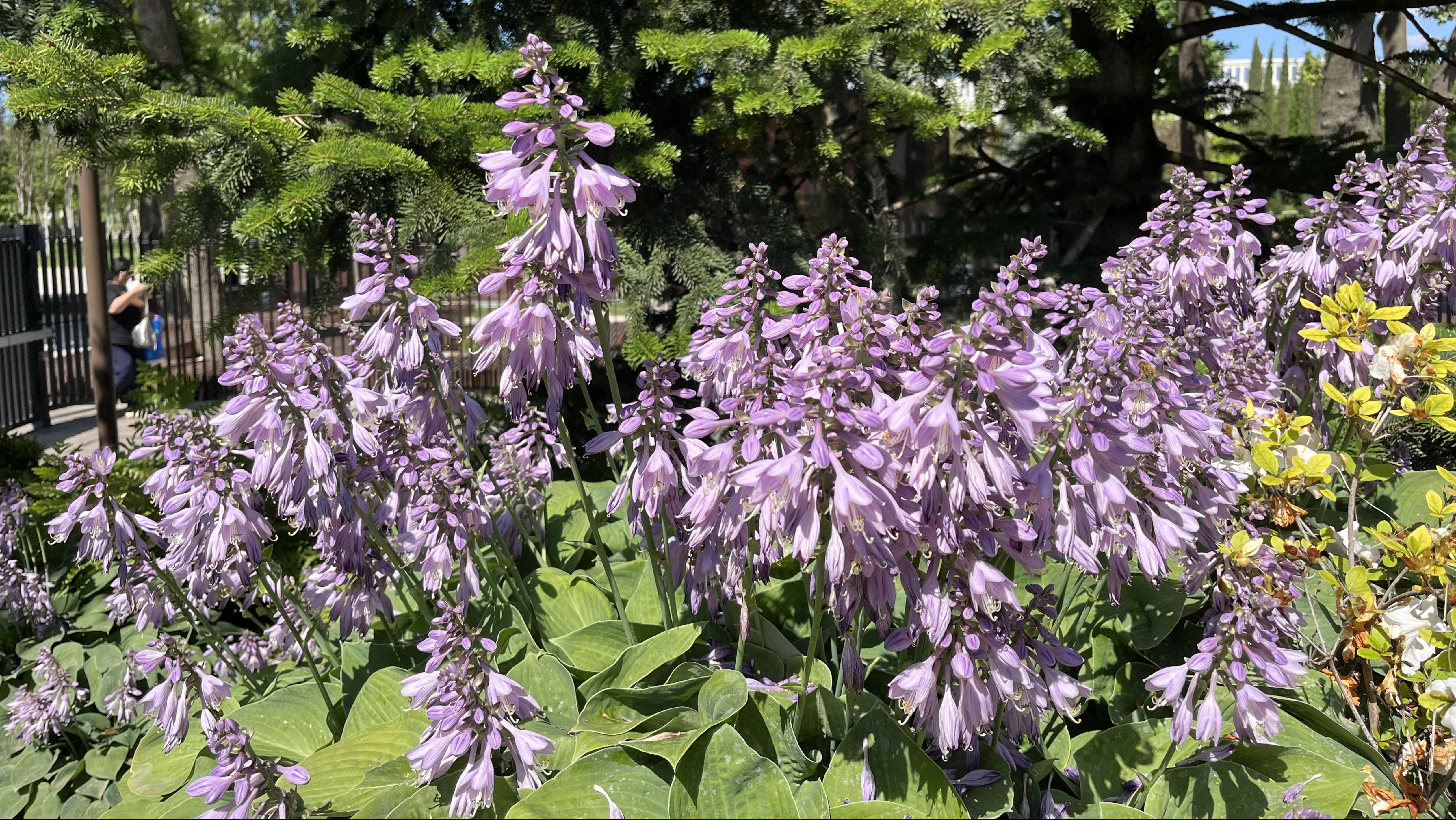 🌸🤔Парк Галицкого Летний Релакс 2025 Цветение Хосты Зибольды в Японском саду. смотреть онлайн