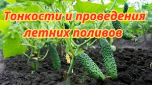 Ошибки при поливе, которые совершают 90% дачников. Тонкости и проведения летних поливов