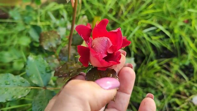 Встреча с родными. Семейные посиделки. Что растет в огороде? Жизнь семьи в деревне. смотреть онлайн