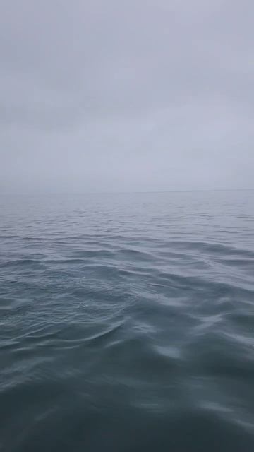 Дельфины на рыбалке. смотреть онлайн