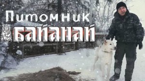 Питомник охотничьих лаек Байанай