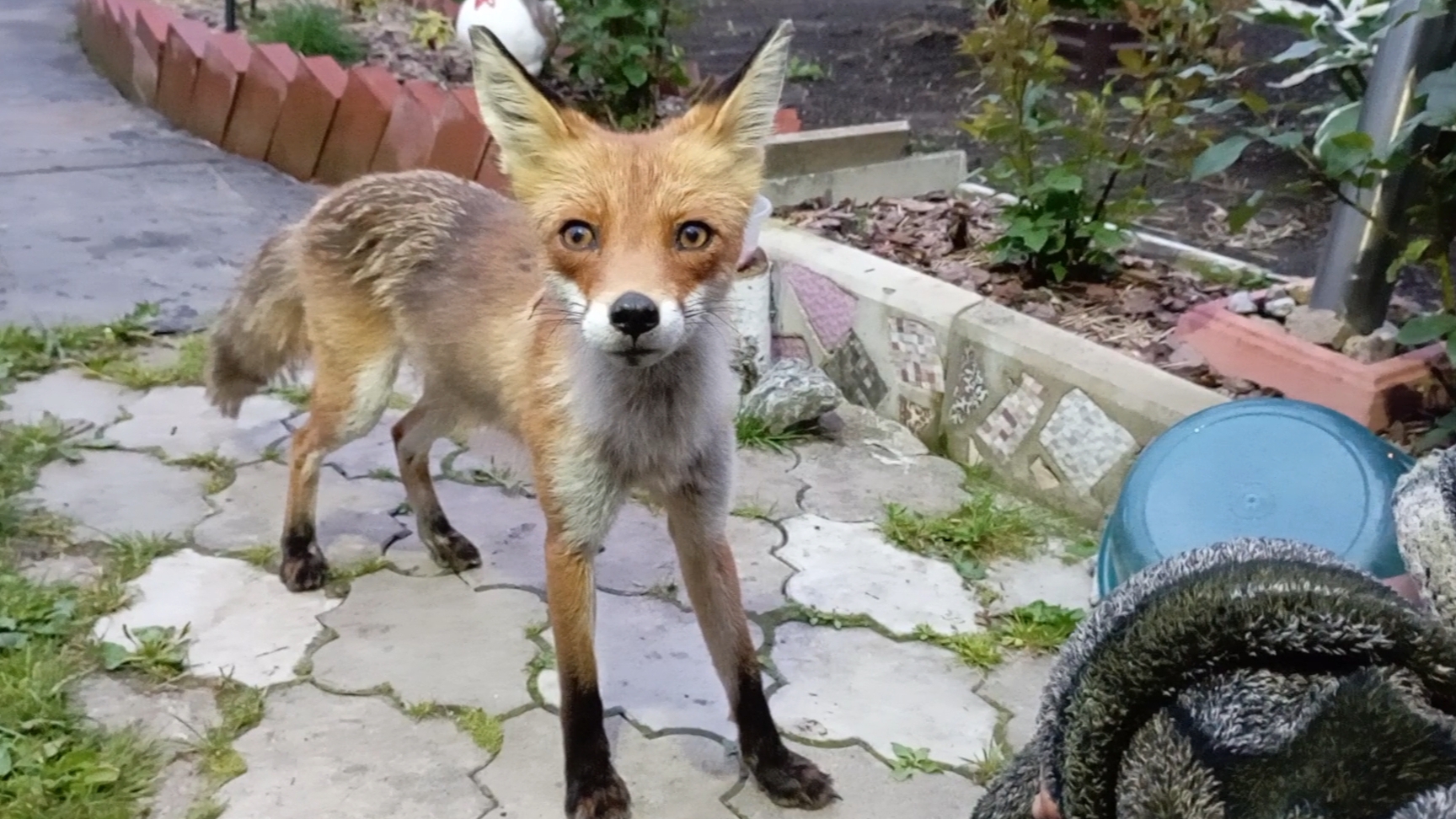 (1051) Лиса приходит в гости. Июнь 2025 смотреть онлайн