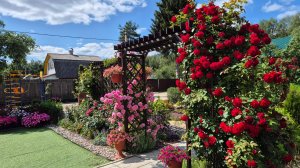 Обзор сада  в Подмосковье 27.06.2025г.