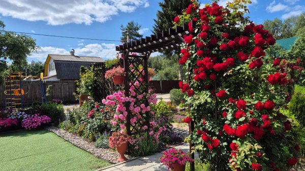 Обзор сада  в Подмосковье 27.06.2025г.