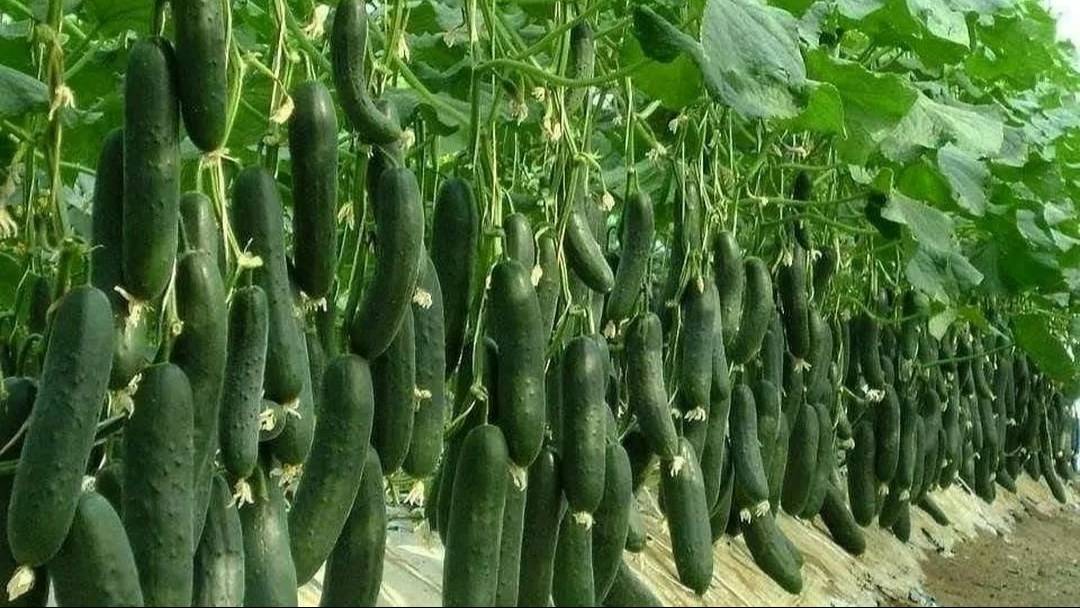 ЛУЧШАЯ ПОДКОРМКА ОГУРЦОВ: Органические и минеральные подкормки огурцов в теплице и открытом грунте