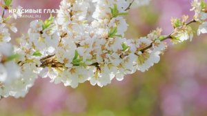 Красивые глаза. Скрытые аффирмации.