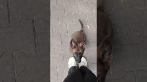 Обучение щенка метис малинуа и немецкой овчарки