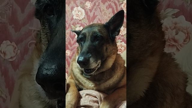 Просит кушать и раговариает,!