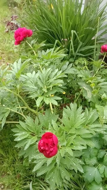 Июньский дождь