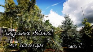 Моя Коллекция Пендульных Хвойных!🔥 Часть2 #сад #garden #обзор 25-26 июня 2025г