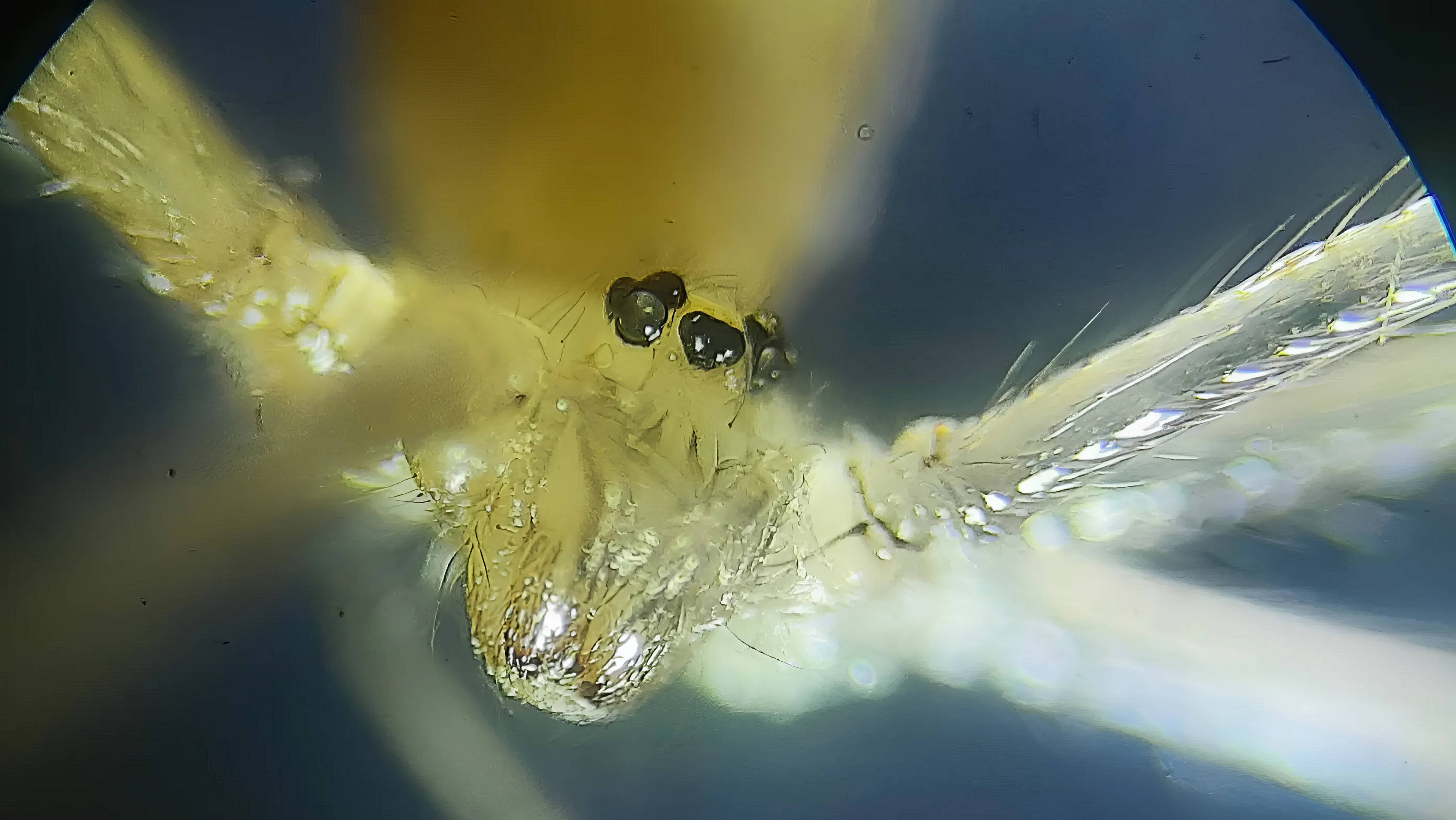 Сигма бой. Паучок очкует смотреть онлайн