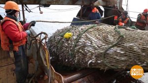 Клевое место: рыбалка на Северной Двине. Доброе утро. Фрагмент выпуска от 27.06.2025