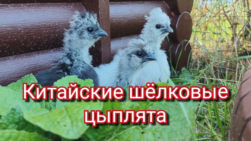 Китайские шёлковые цыплята, куры. смотреть онлайн