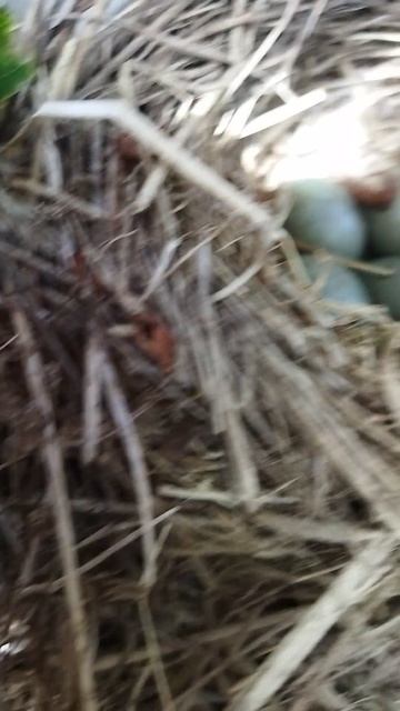 нашли птичье гнездо