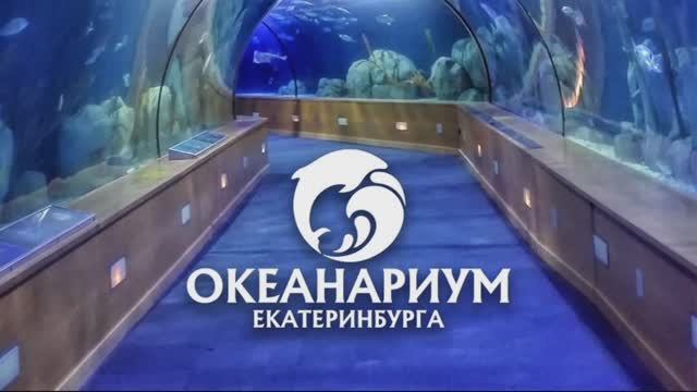 Океанариум, Екатеринбург смотреть онлайн