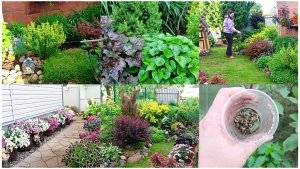 Неприятности в саду. Лечу Барбарисы и петунии.