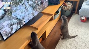 Что происходит, когда выдры смотрят свои собственные видео?