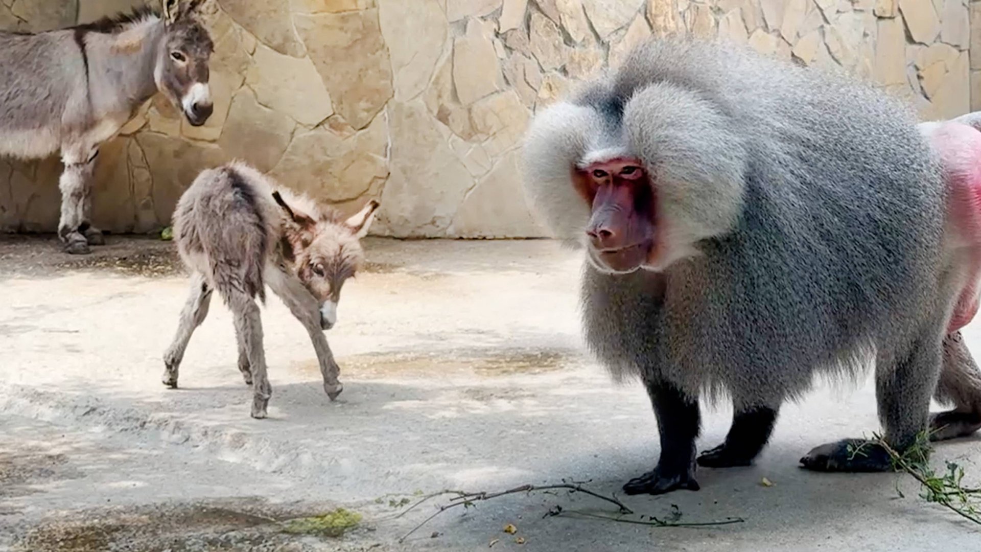 Держи, Лидок, кабачок! Зина подсела на ТРУБУ! Рожденный мини ослик рад гостям! смотреть онлайн