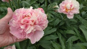 Пион Triphena Parkin