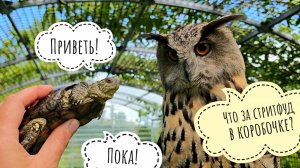 Надоела черепаха - выбросила её в болото! Прогулка по летнему лесу после дождя