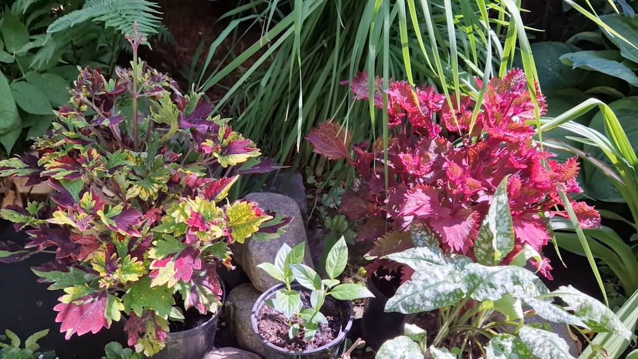 Неспокойная ночь. Обход сада-огорода и теплицы. Новости. смотреть онлайн