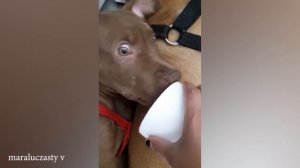 Забавные собаки породы Питбуль поднимут вам настроение