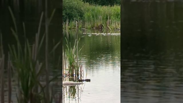 Утки и утята смотреть онлайн