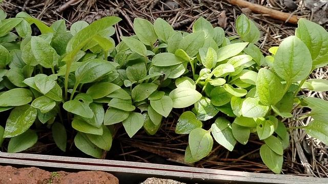 Сеянцы для опознания. Что же я посеяла? смотреть онлайн