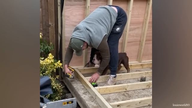 Моя собака больше не хочет быть собакой смотреть онлайн