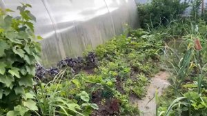 Обзор дачного участка 27 июня 2025. Залило дождями. Свёкла и морковка радуют. Кабачки завязываются.