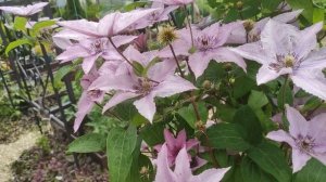 Дожди каждый день.Обзор сада.