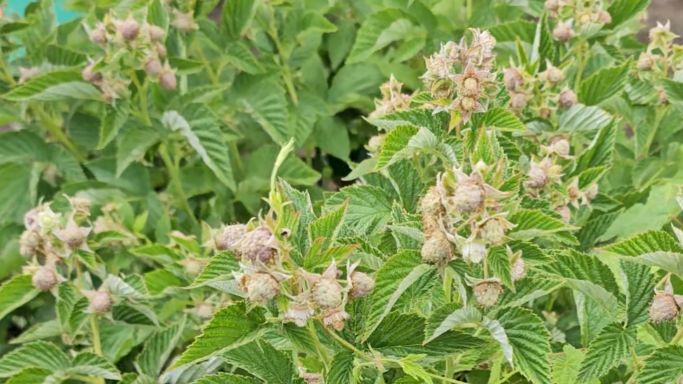 Малиновое дерево Таруса смотреть онлайн