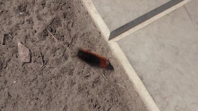 Мохнатая гусеница