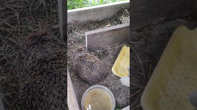 приключение Ежа дом для Ежа