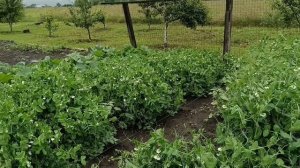 Землю-матушку напоили до пьяна. Новый канал.