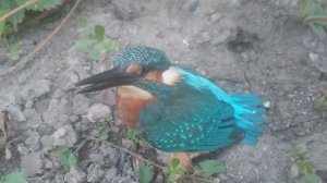 Зимородок 1 серия 1 сезон