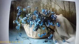 НЕЗАБУДКА домашняя -- Было выгодно ...ПРОГИБАЕТСЯ .