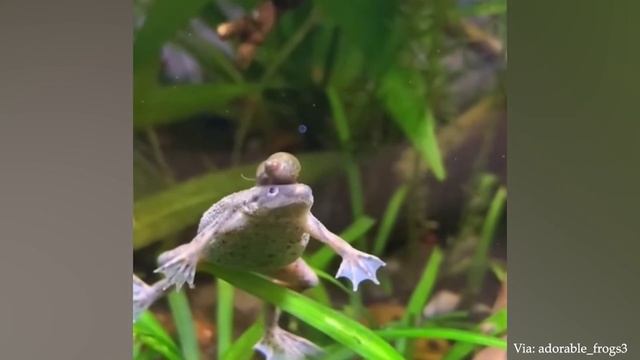 Животные делают интересные вещи - Самое смешное животное 2023 смотреть онлайн