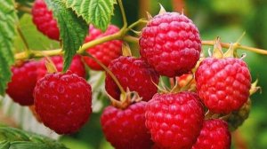 Песня: "Ягода - Малина".