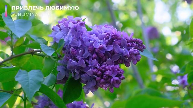 Привлечь любимую. Привлечь избранницу. [не магия] Скрытые аффирмации. Саблиминал