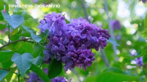 Привлечь любимую. Привлечь избранницу. [не магия] Скрытые аффирмации. Саблиминал