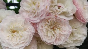 РОЗА БУКЕ ПАРФЕ. РОЗА  БОЛЕЕ 3 МЕТРОВ.