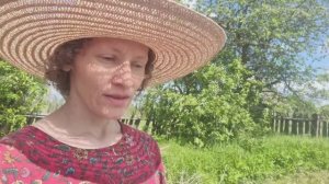 Посадили картофель под чёрный материал и уехали в Ярославль