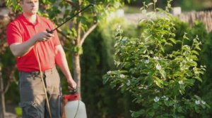 Чем лечить поврежденную кору у плодовых деревьев.