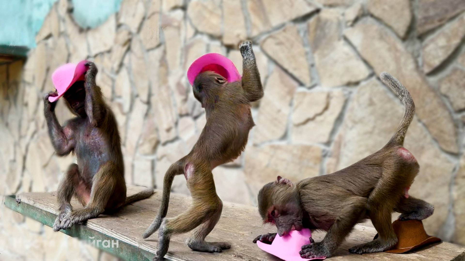 НАСТОЯЩИЙ КОВБОЙ! Степка решил, что розовая - ему! А Манечка так искренне делилась своей радостью! смотреть онлайн