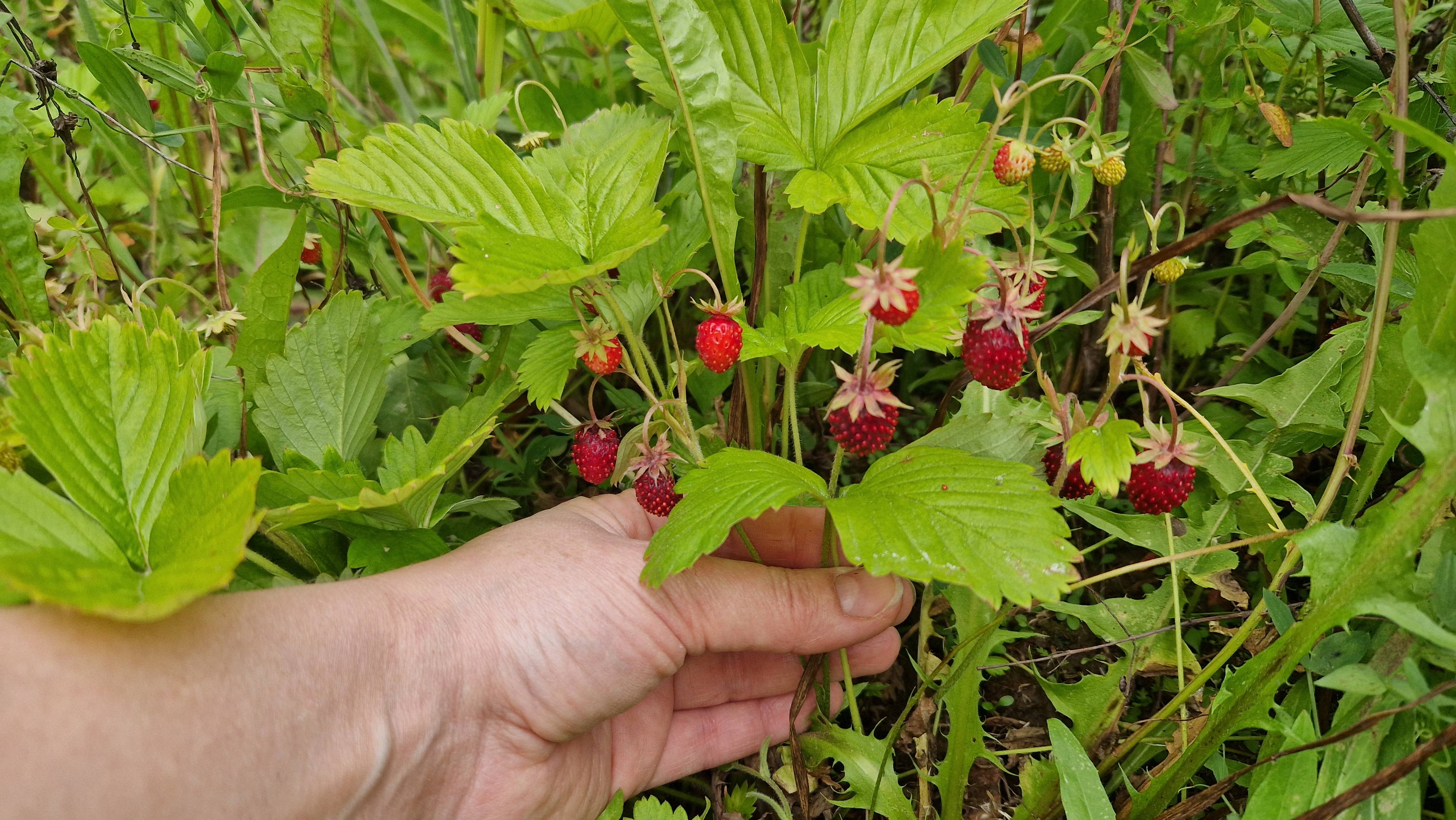 Земляничный клондайк. Поляны аж красные от такого количества ягод! смотреть онлайн