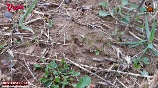 Улучшение пастбища оленей луговая сеялка Vredo и семена HUNTERSEED травосмеси, дичеразведение