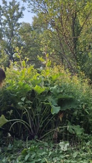 Когда коса нашла НЕ на камень 😅